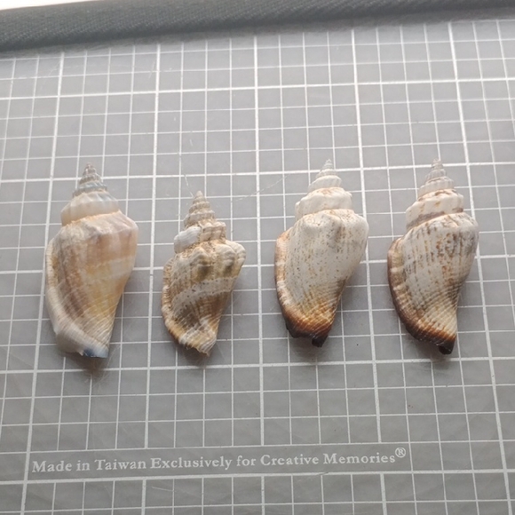 Seashell Decor - Picture 5 of 5